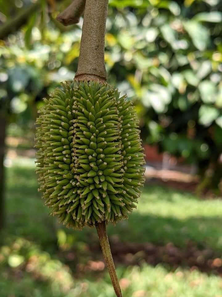 Cây giống sầu riêng ruột đỏ siêu sớm