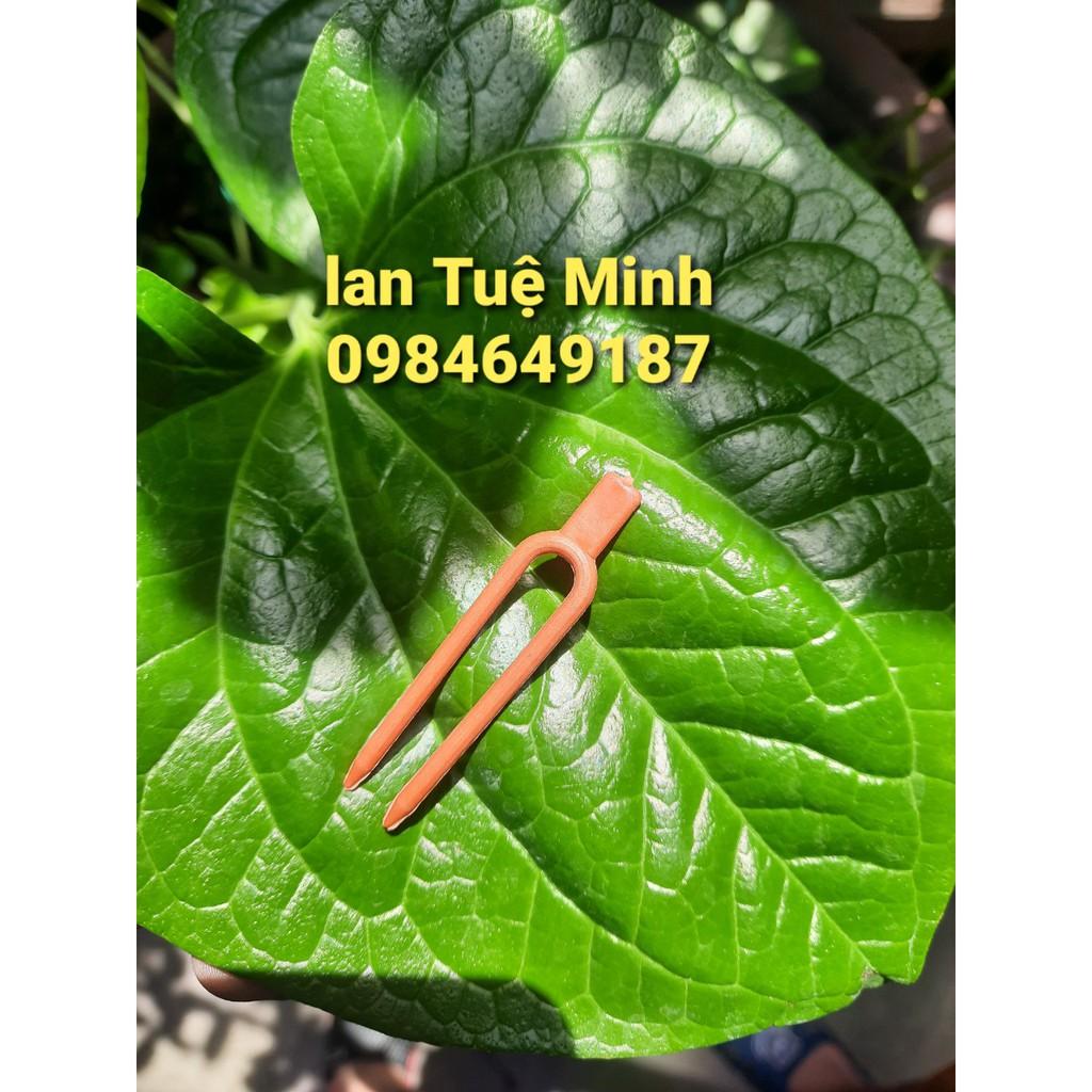 500 kẹp cố định kie cho phong lan