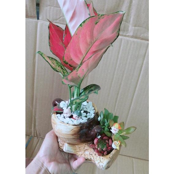 Chậu Cây Vạn Lộc Hồng