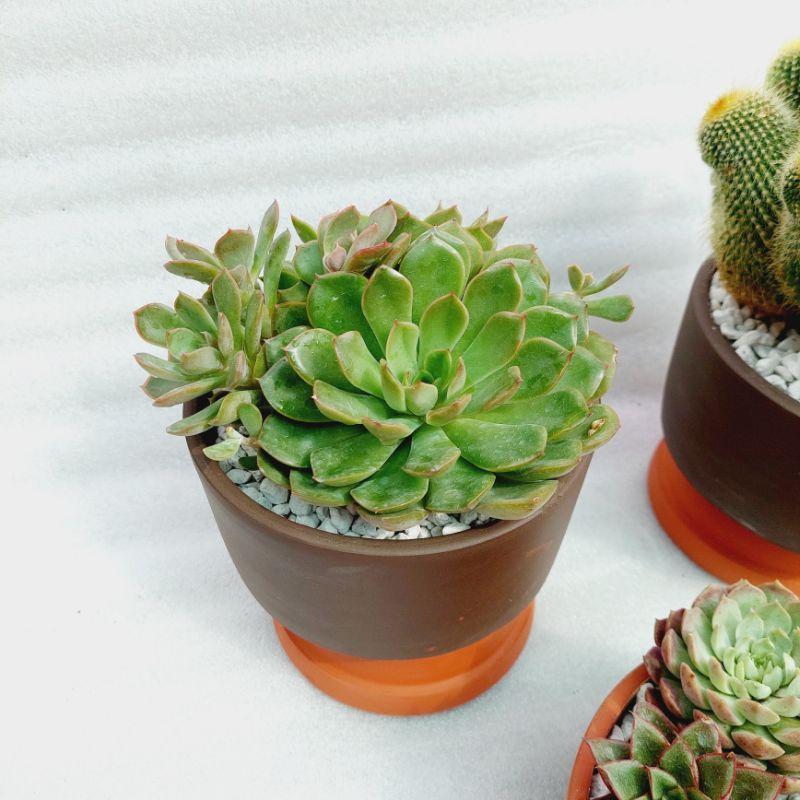 Chậu đất nung Bình Dương - Trụ lùn, miệng chậu 15cm, chiều cao 7cm