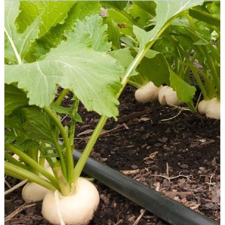 Hạt giống cải củ trắng dể trồng f1-gói 20gram/tặng kèm gói phân bón lót