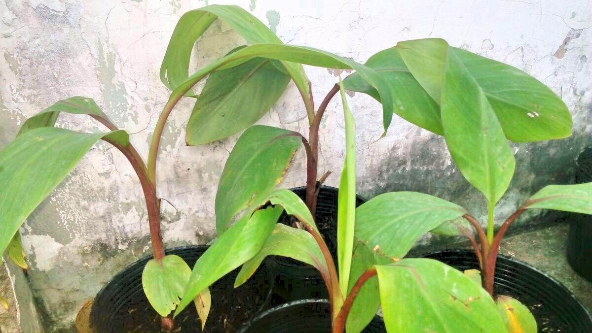Cây giống CHUỐI ĐỎ