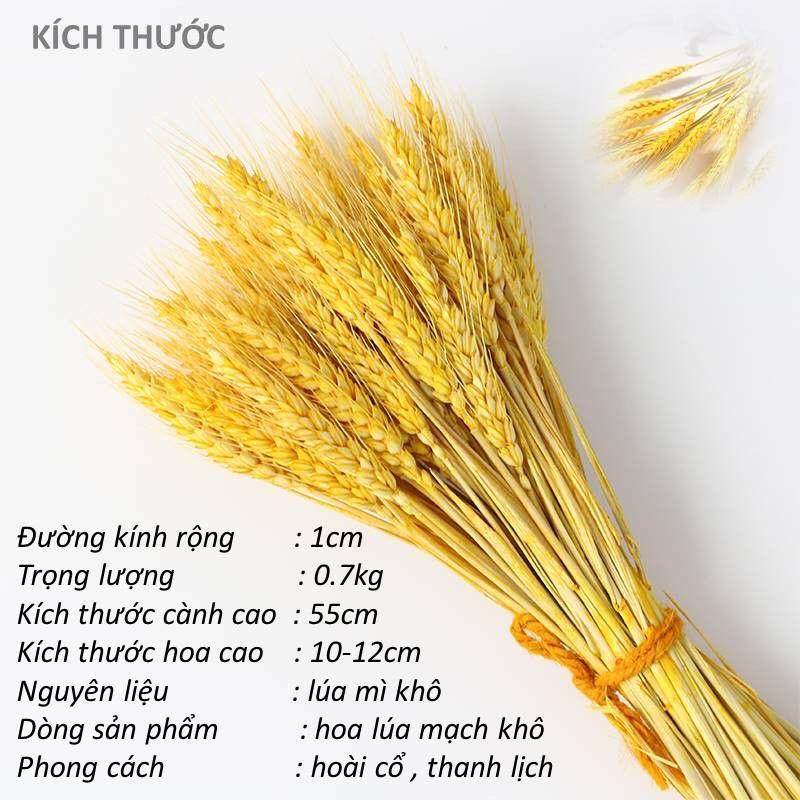 Bó hoa 100 bông lúa mạch khô decor cực đẹp