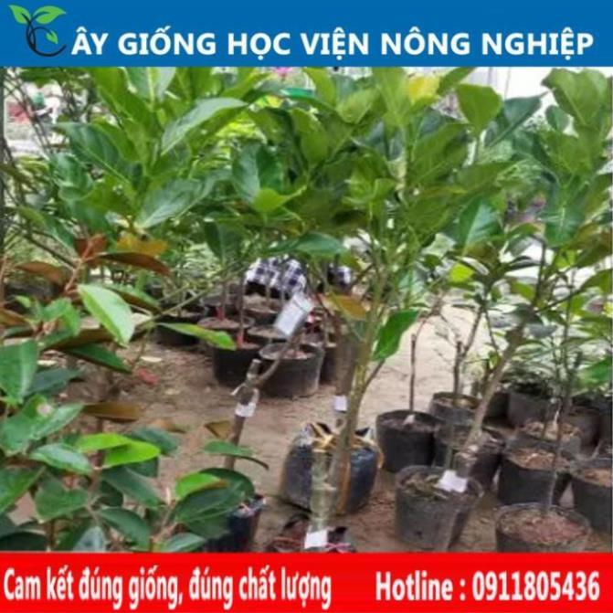 Sản phẩm Cây Ăn Trái giống cây mít tố nữ