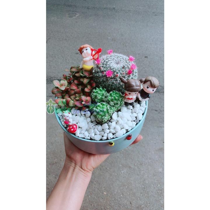 Chậu Cây Xương Rồng Tiểu Cảnh