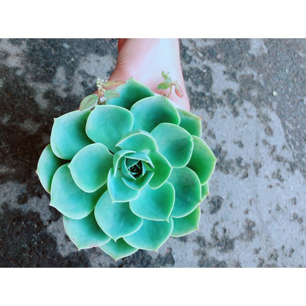 Chậu Sen Đá Xanh Đất