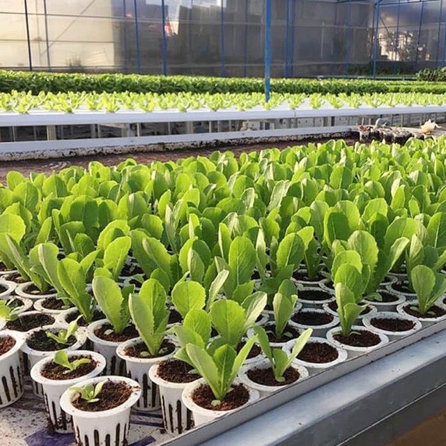 RỌ TRỒNG RAU THỦY CANH - Khí Canh - Set 100 cái