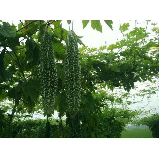 Hạt giống khổ qua xanh trái dài Rạng Đông 5 hạt