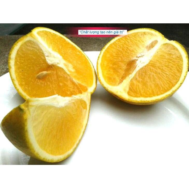 Cây giống cam vinh