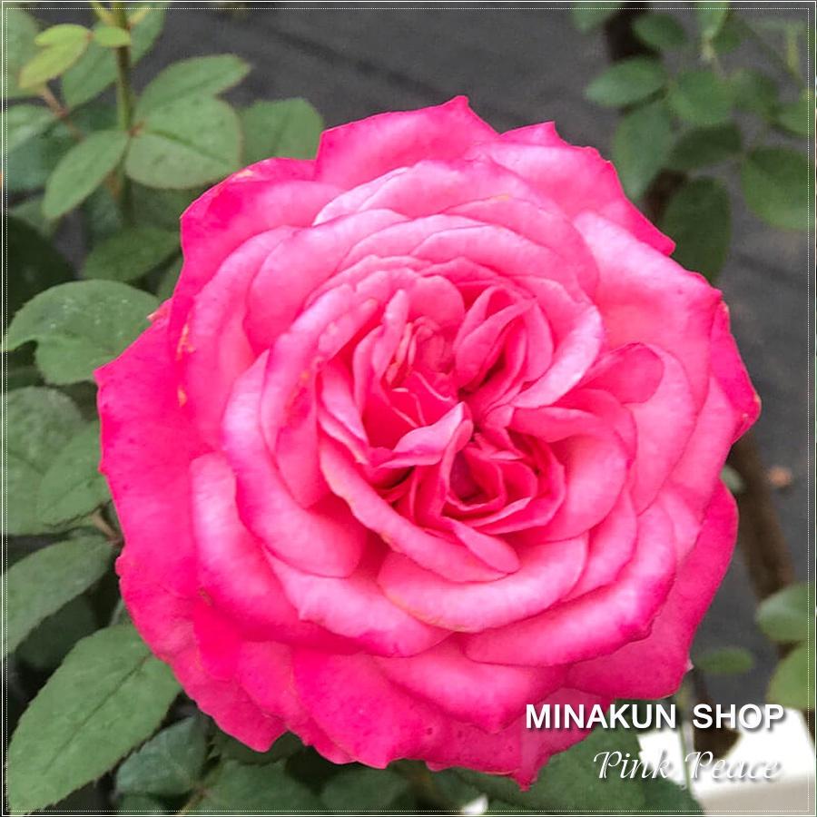 Hoa hồng ngoại Pink Peace siêu đẹp