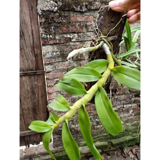 Phong lan trầm tím ki mập khỏe ấm chậu