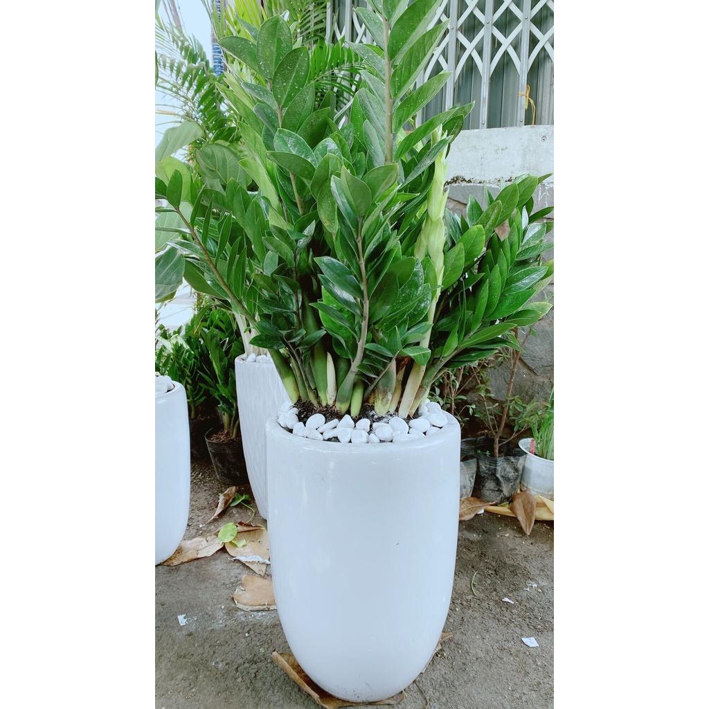 Chậu Cây Kim Tiền Lớn