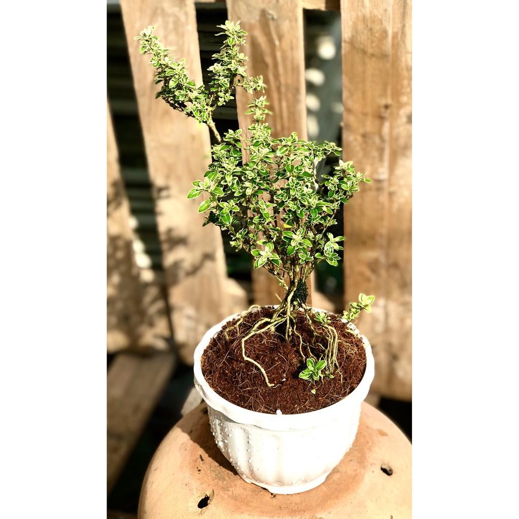 Cây Bạch Tuyết Mai cao 25 - 30 cm