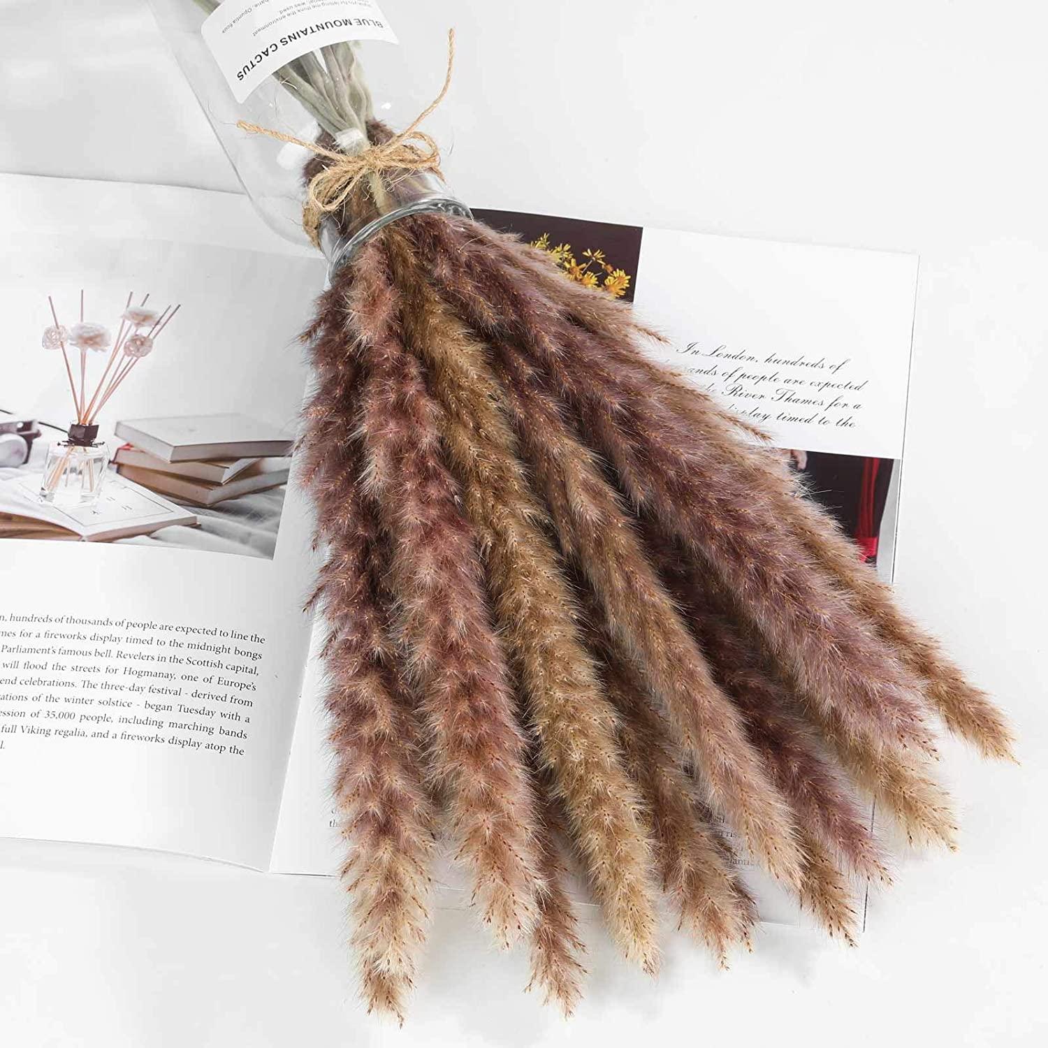 Pampas Cỏ 30 Chiếc Dekoration Hoa Khô Tự Nhiên Sậy Phragmites Chùm Communis Trang Trí Mộc Tặc Đánh Lagurus Ovatus