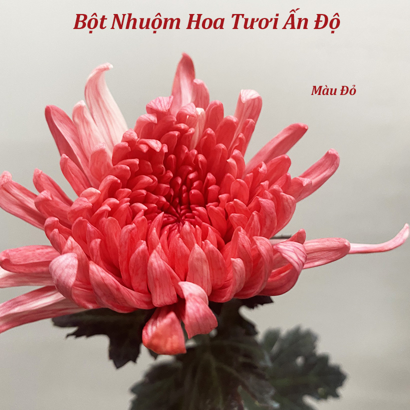 Bột Màu Nhuộm Hoa Chuyên Dụng cho Hoa Tươi Nhập Khẩu Ấn Độ tiện vận chuyển xa