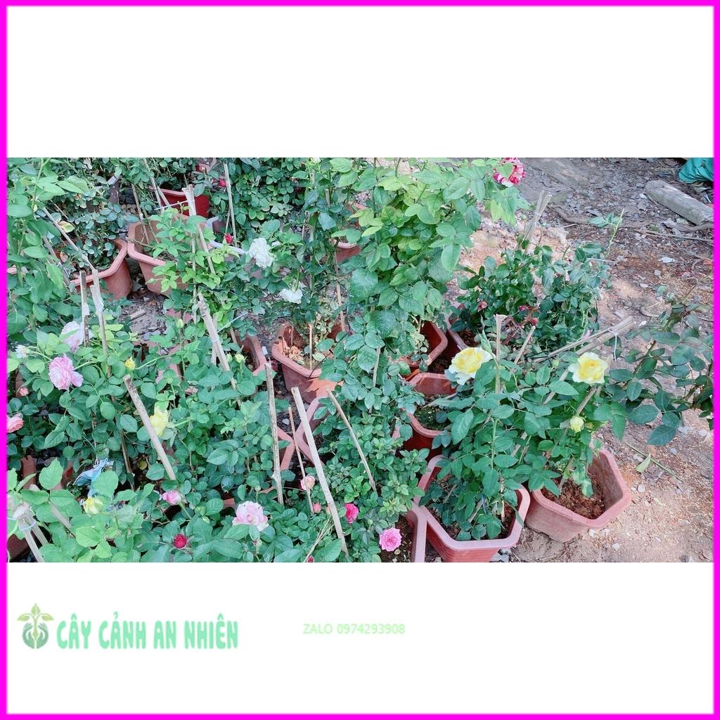 Chậu Hoa Hồng Tezza