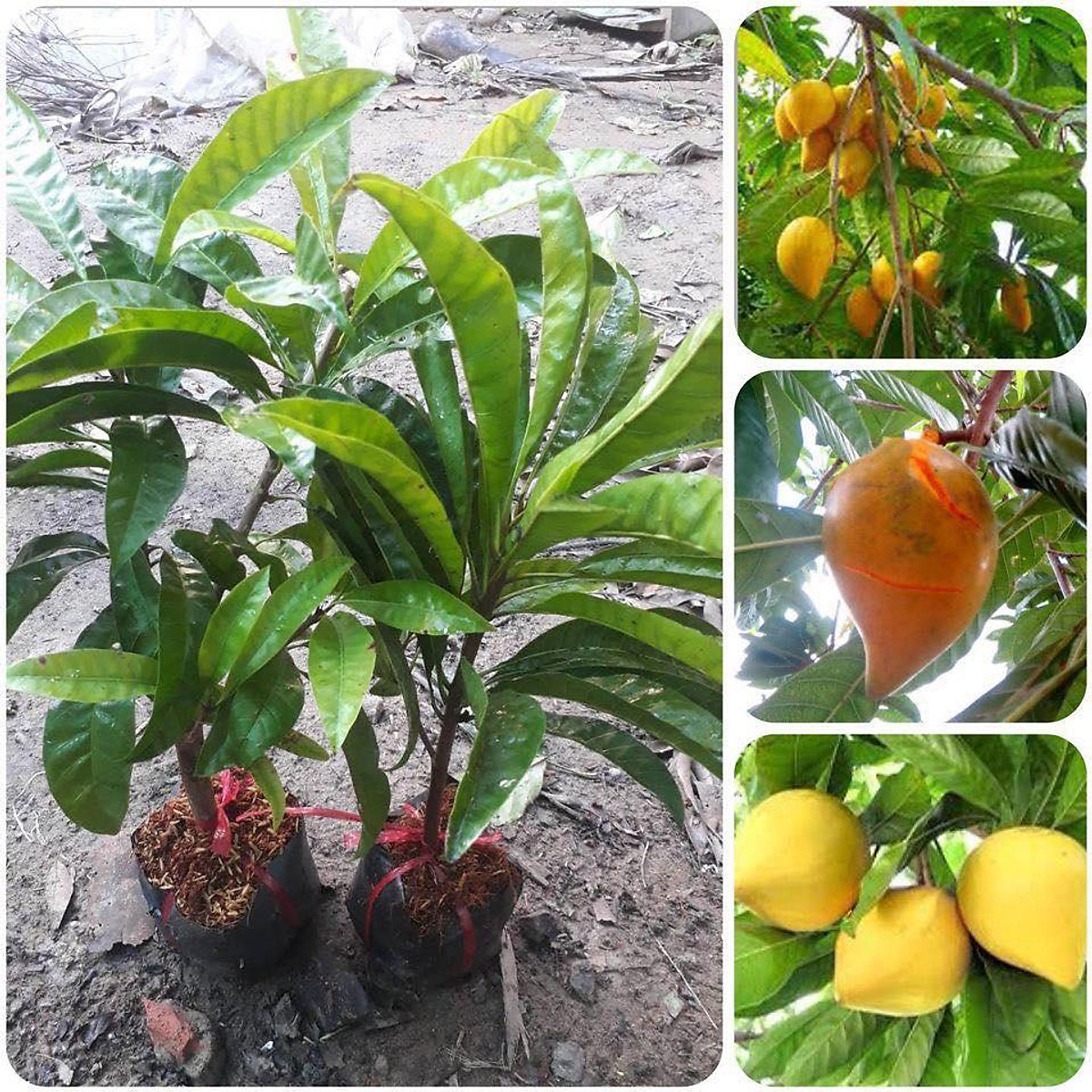 Cây Giống Lêkima