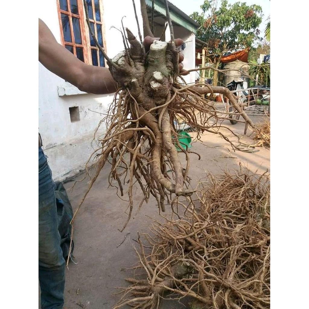 Thân Đinh Lăng Khô