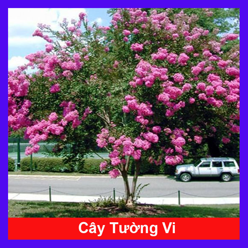 Cây hoa tường vi cao 50 cm (ảnh thật)