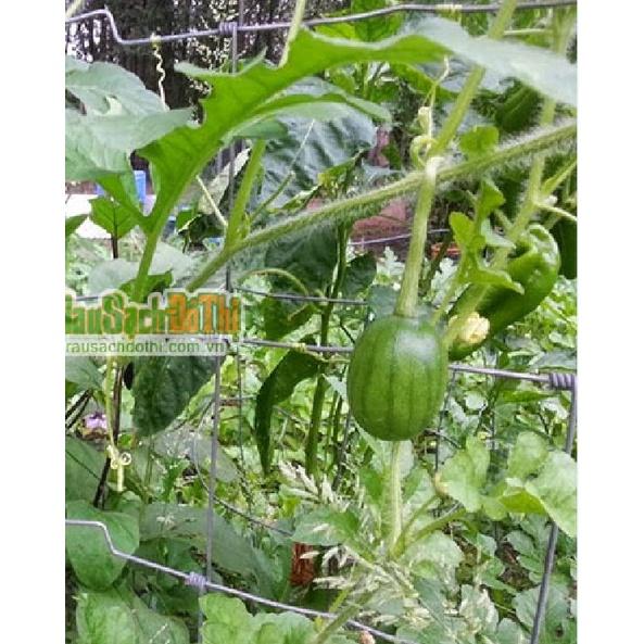 Hạt giống dưa hấu nụ,dưa canh dể trồng -gói 10 hạt/tặng kèm gói phân bón lót