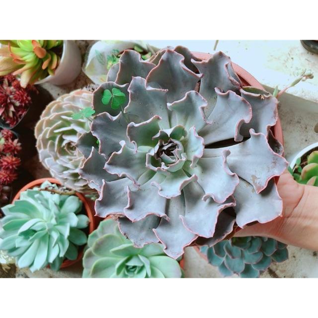Chậu sen đá bắp cải tím size đại
