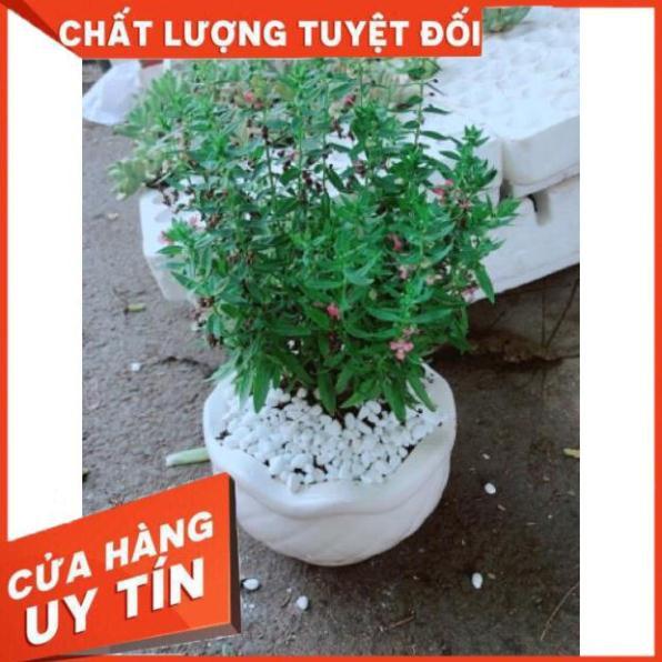 Chậu hoa lưu ly