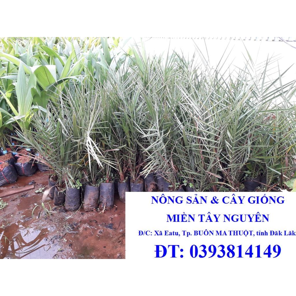 Cây giống Chà Là ăn trái TRUNG ĐÔNG cao đẹp như hình. ()