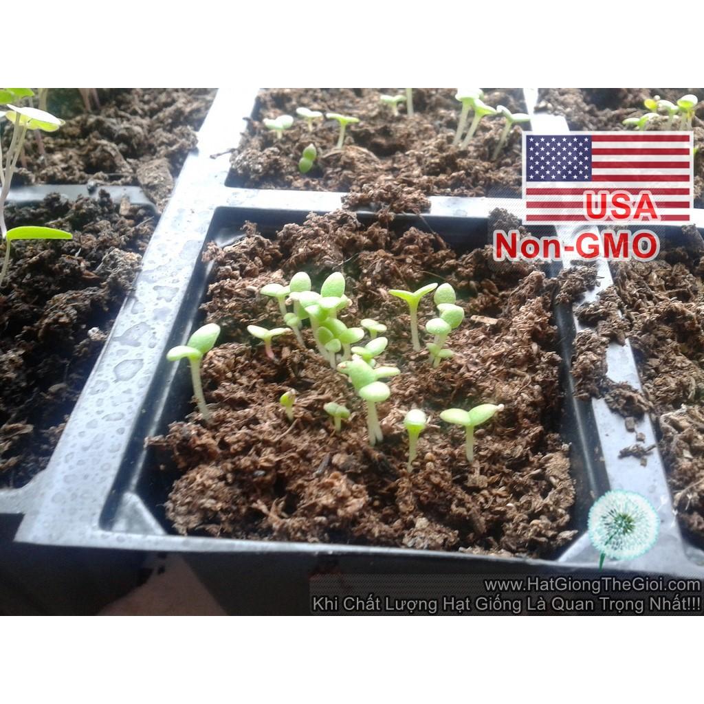 200h Hạt Giống Hoa Mười Giờ Châu Phi Mix Màu