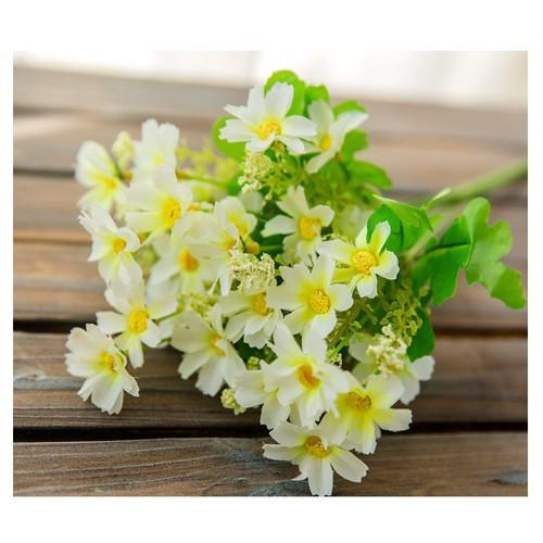 Cụm cúc cánh xẻ nhí