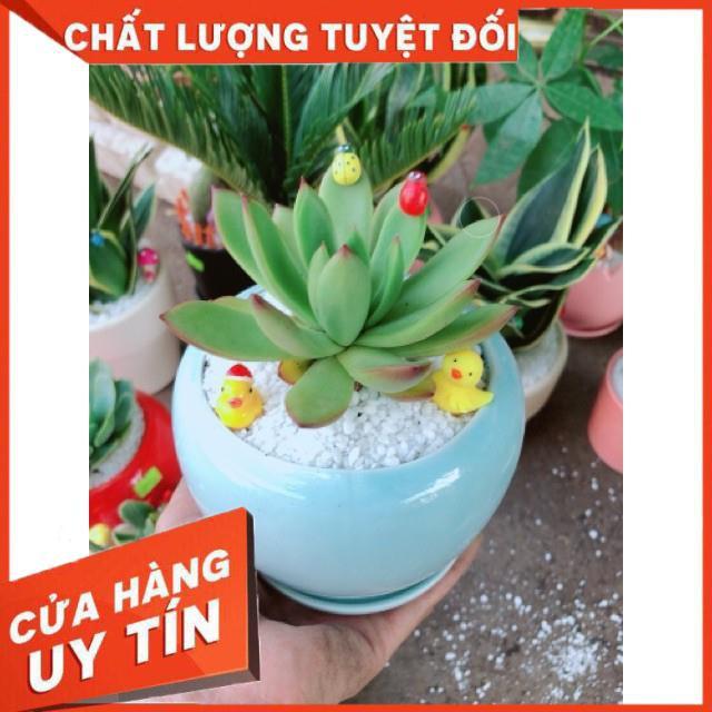 Chậu sen đá viền lửa