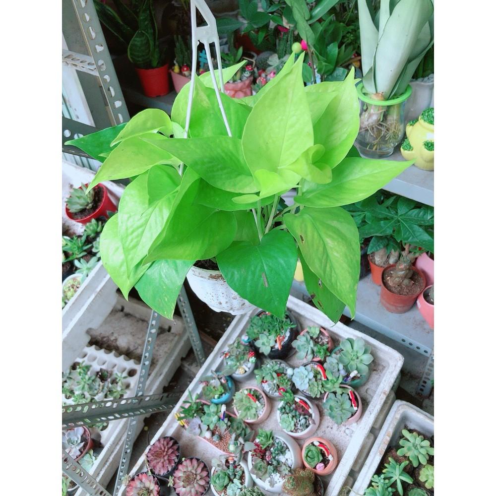 Chậu Trầu Bà Treo