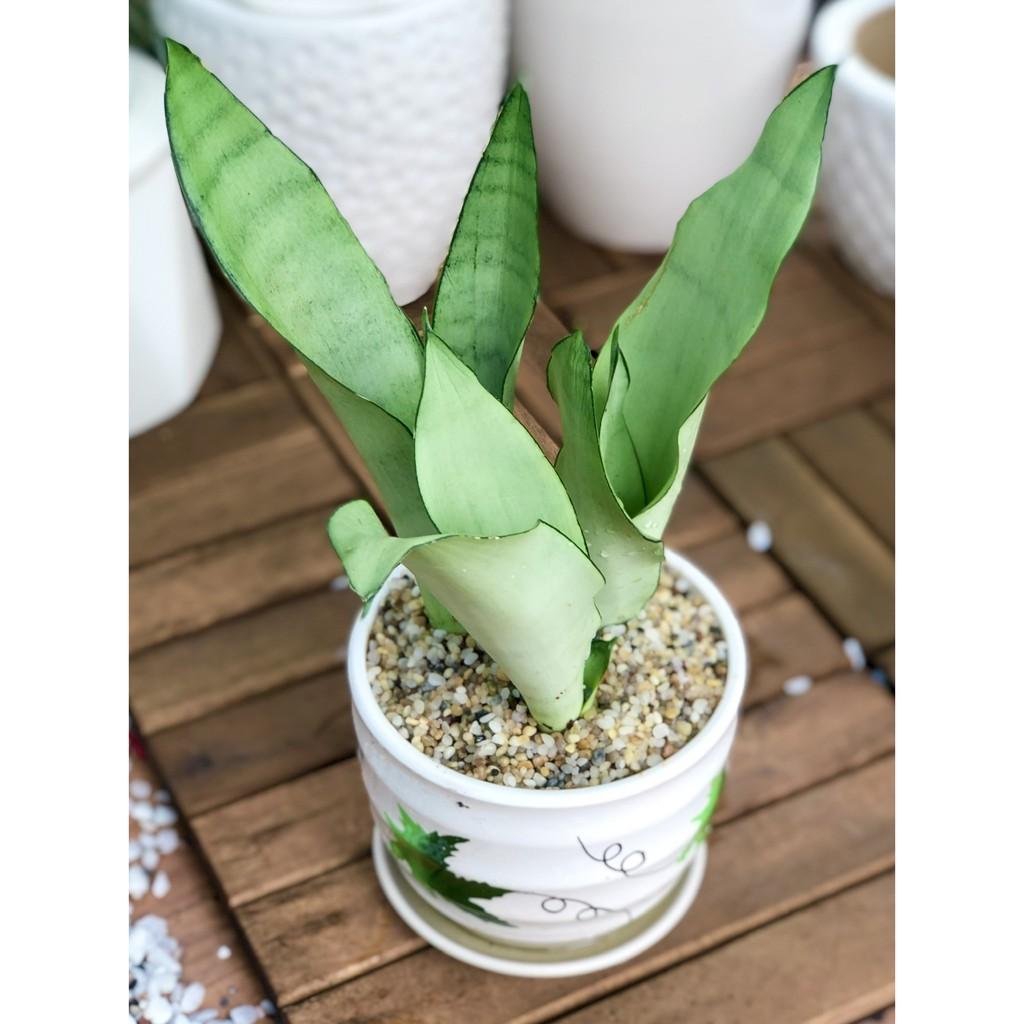 Chậu sứ cây Lưỡi Hổ Bạch Kim