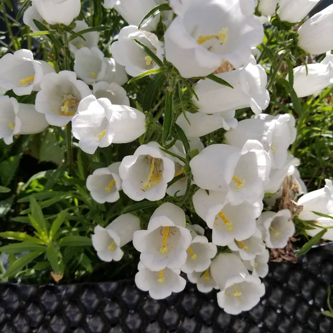 Bầu Ươm Thông Minh RoPot 20cm x 5m - Ươm dưỡng cây cảnh, làm luống rau sạch
