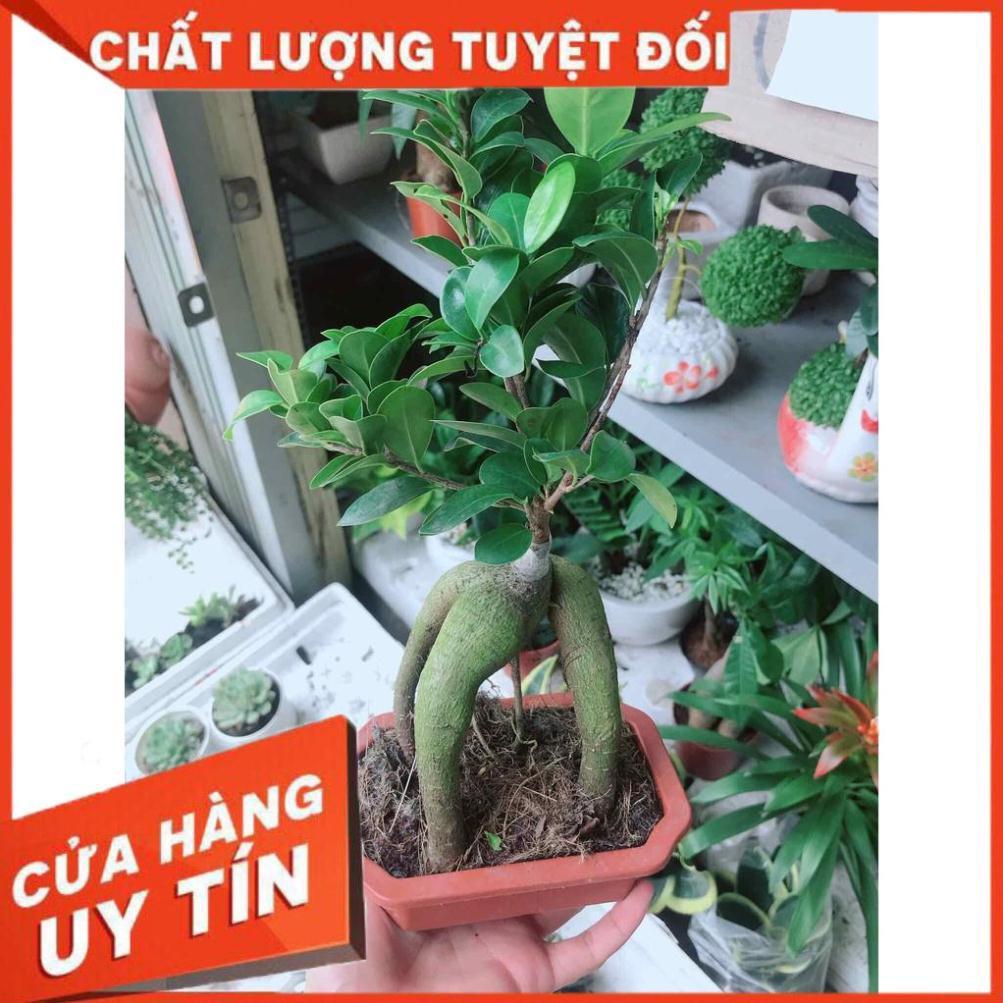 Chậu cây si bon sai nhật Nhiều Người Mua