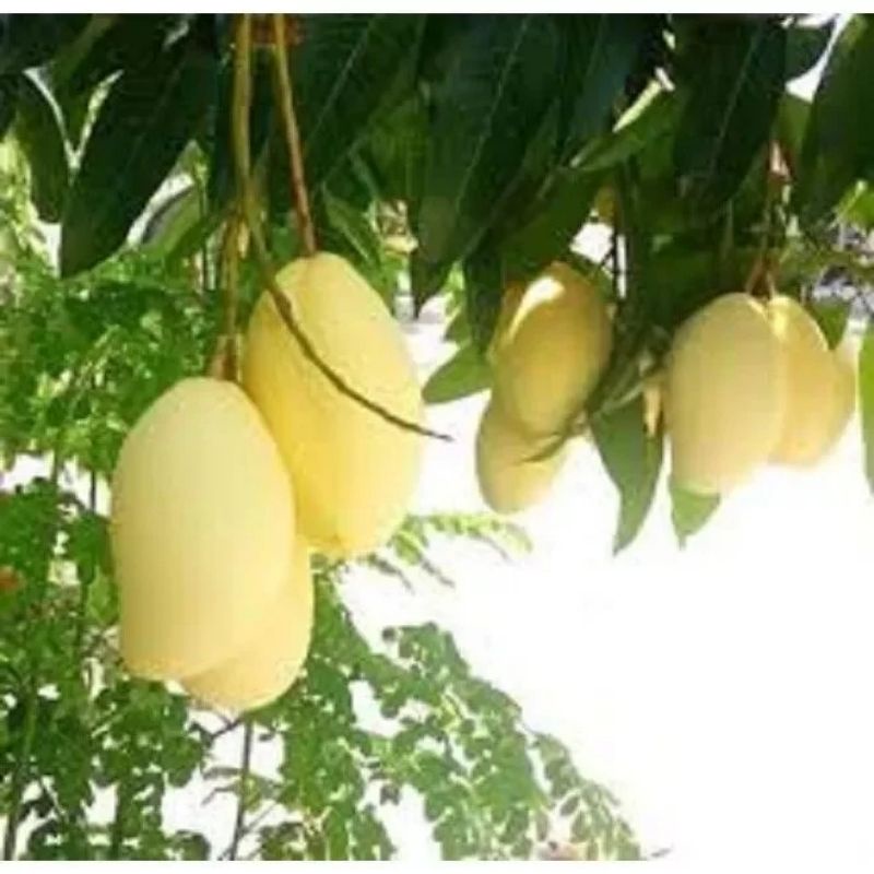 CÂY GIỐNG XOÀI KEO CAMPUCHIA CÂY GHÉP