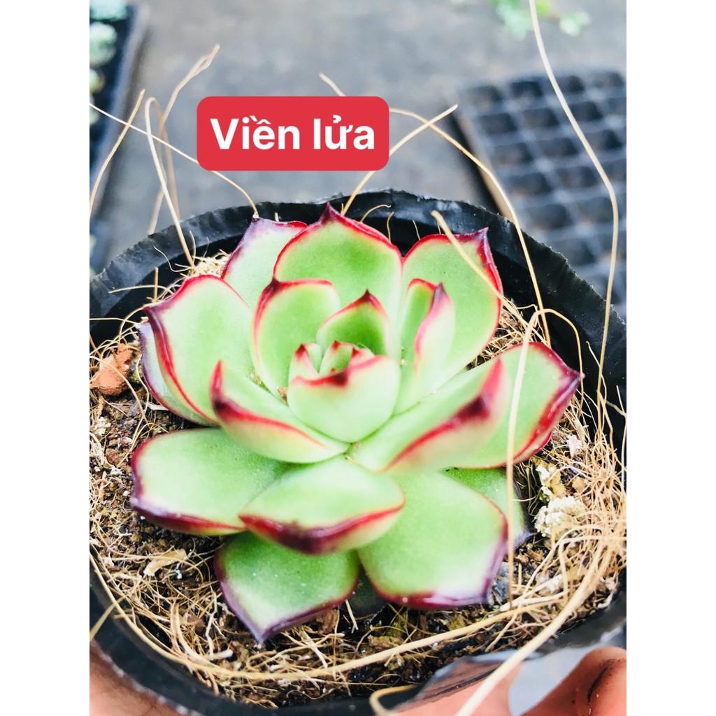 Sen đá viền lửa
