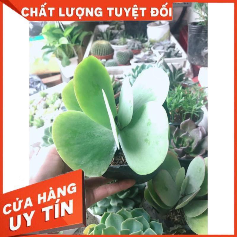 Sen đá cánh bướm kèm chậu sứ Nhiều Người Mua