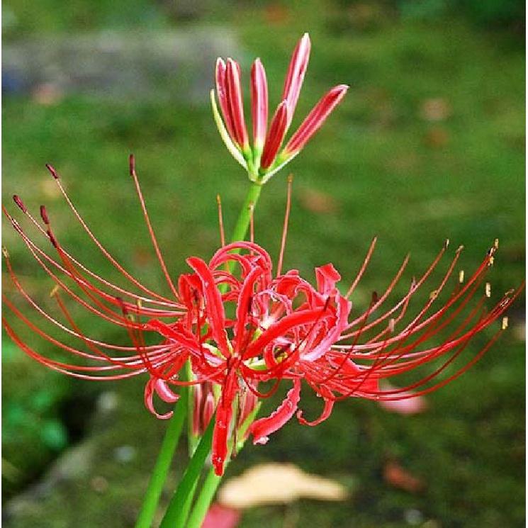 Combo 3 Củ giống hoa bỉ ngạn hoa màu đỏtặng kèm 3 viên nén