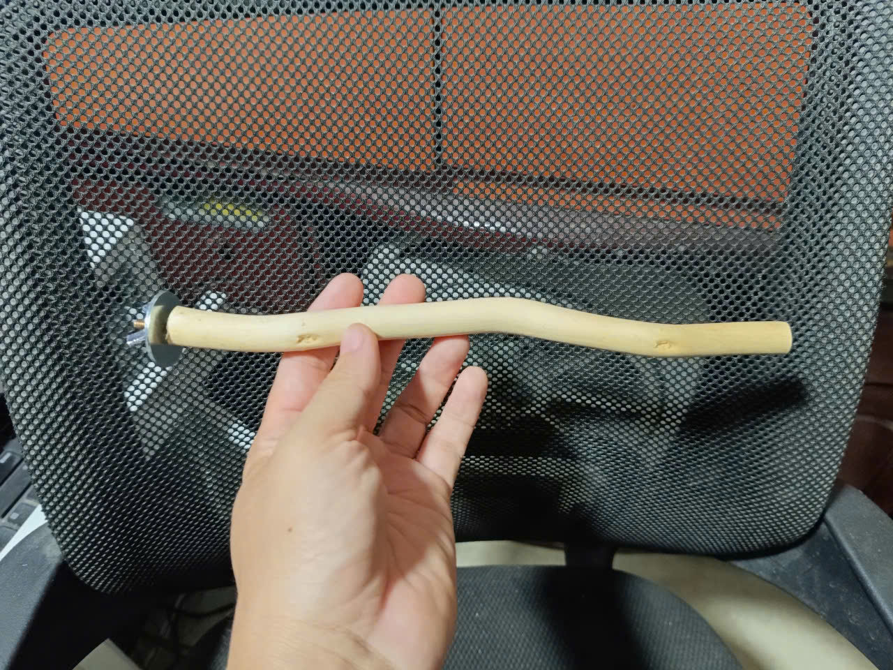 1 CÂY ĐẬU LŨA DÙNG CHO CÁC DÒNG CHIM, VẸT ĐẬU NHƯ COCKATEIL, LB, YẾN PHỤNG, YẾN HÓT, CHIM SẺ, MANH MANH, SẮC NHẬT
