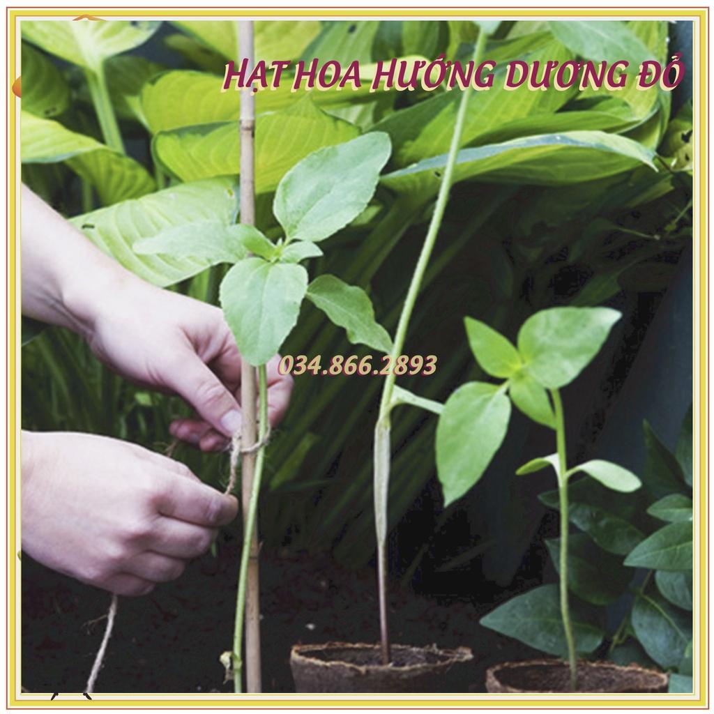 Gói 30 Hạt giống hoa hướng dương đỏ F1 - hạt giống chất lượng cao