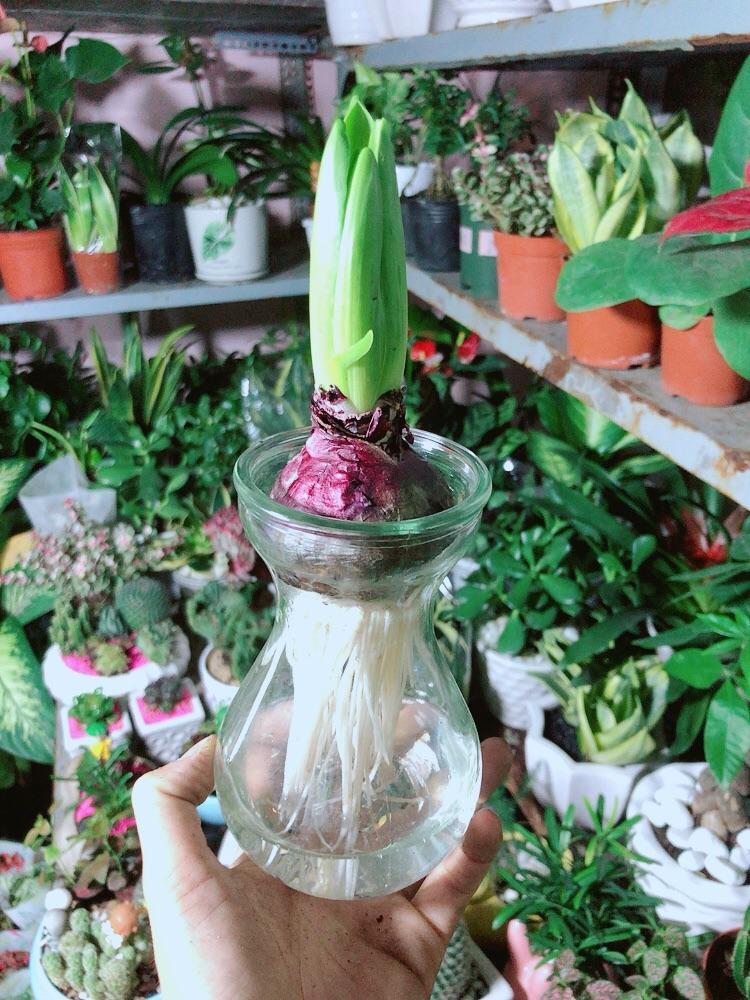 Củ Ông Tiên Trồng Thuỷ Sinh