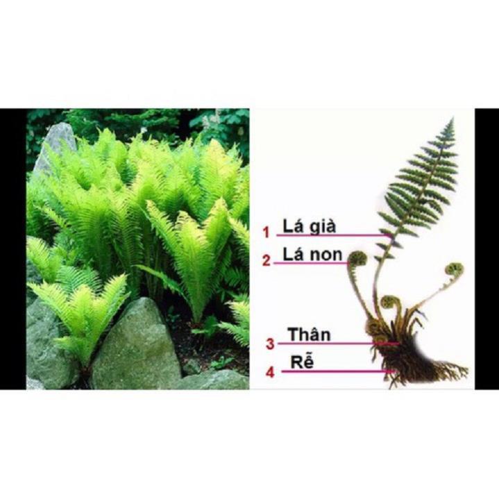 CÂY DƯƠNG XỈ KHỔNG TƯỚC- CÂY VƯỢNG PHONG THỦY, THANH LỌC KHÔNG KHÍ