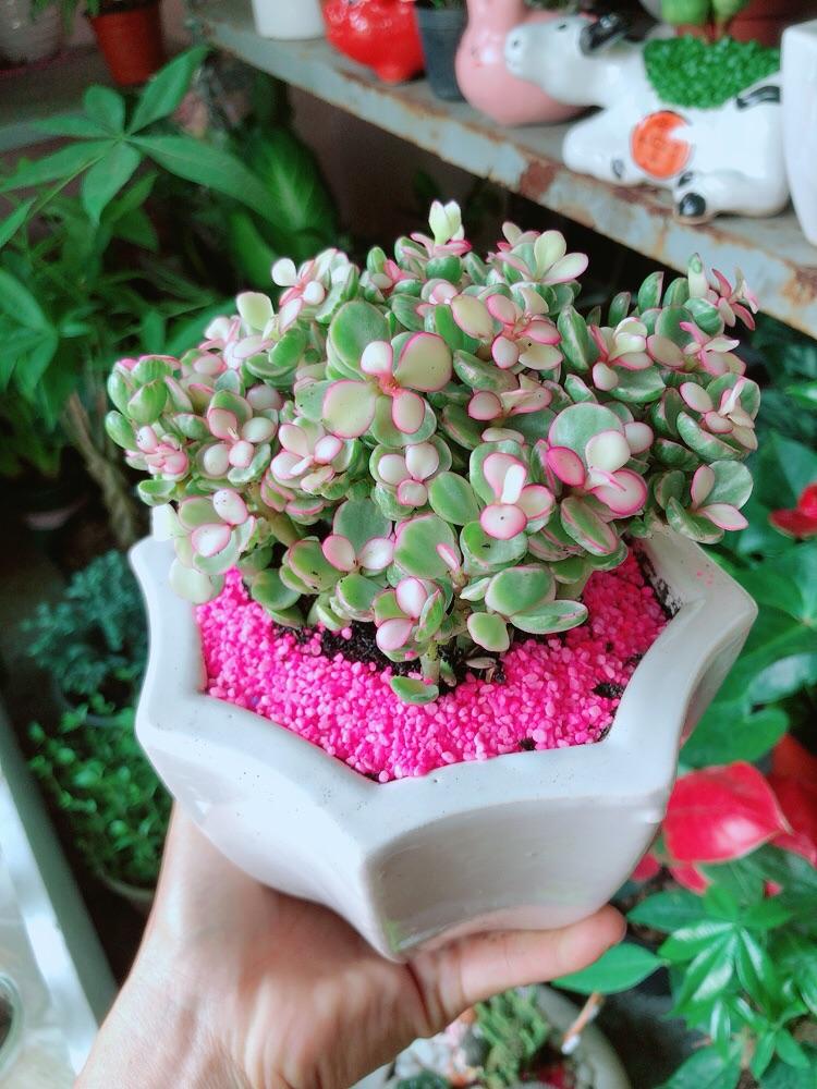 Chậu Cây Cành Vàng Lá Ngọc