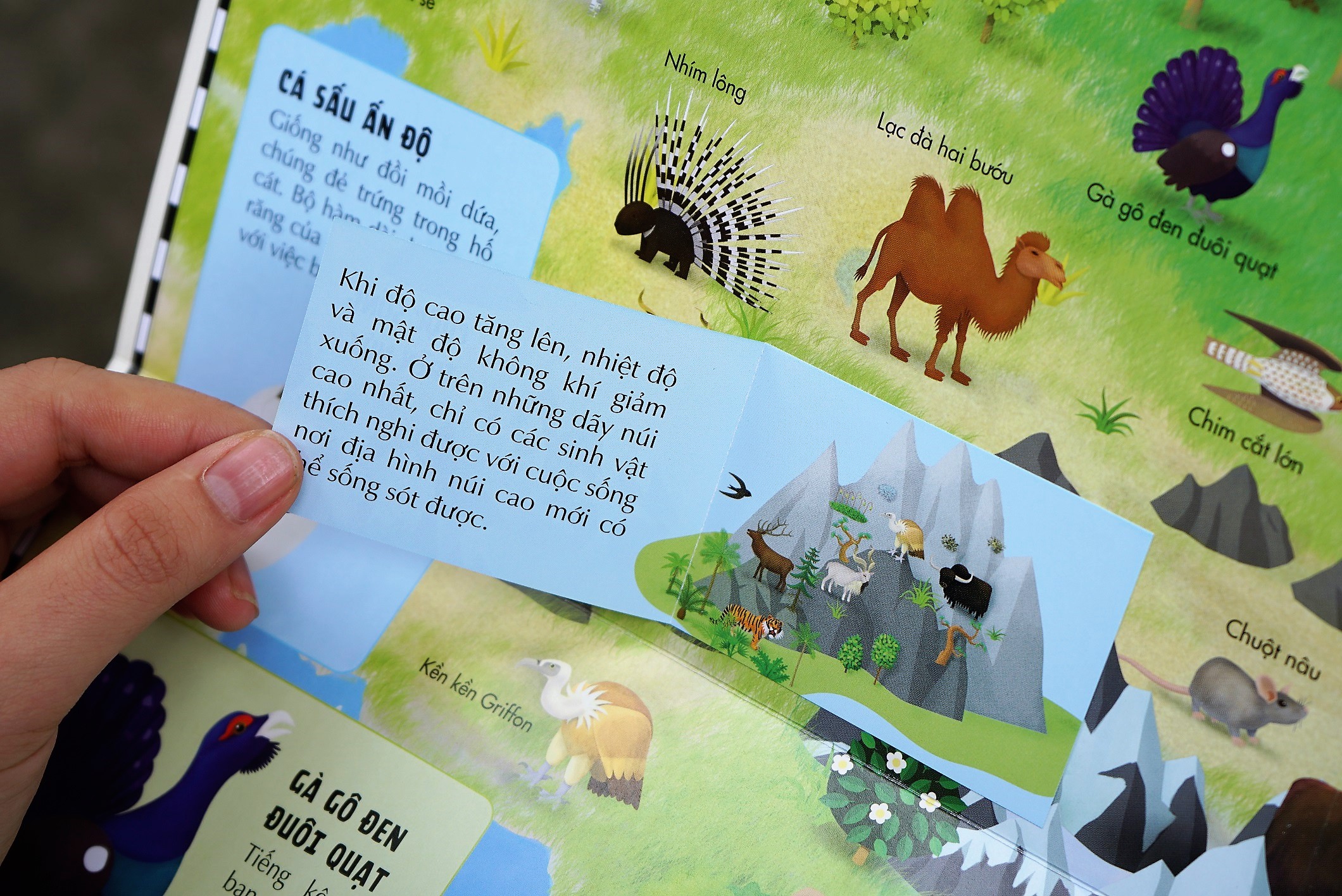 Sách Atlas Động Vật – Khám Phá Thế Giới Động Vật  – Đinh Tị