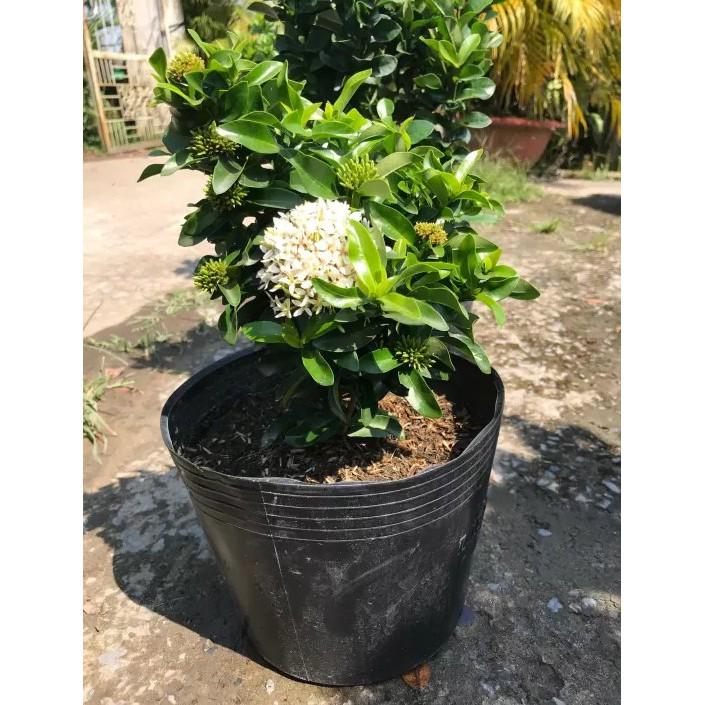 Cây Bông Trang Trắng - Cây cảnh trong nhà + Tặng phân bón cho cây mau lớn