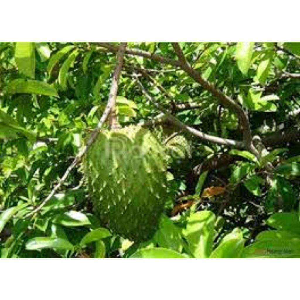 COMBO 2 CÂY GIỐNG MÃNG CẦU XIÊM ghép THÁI LAN