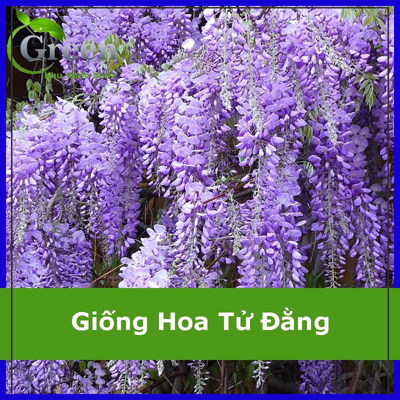 Hạt Giống Hoa Tử Đằng