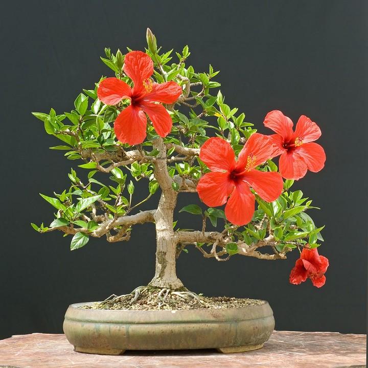 Hoa DÂM BỤT LÙN CÁNH KÉP MÀU ĐỎ