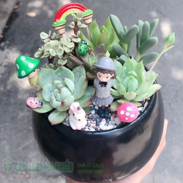 Chậu sen đá tiểu cảnh