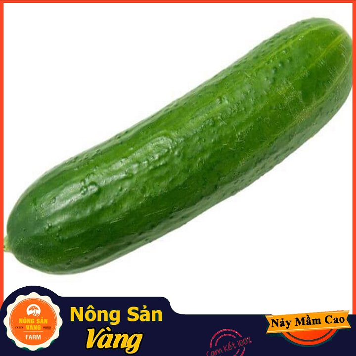 Hạt giống Dưa Leo - Nông Sản Vàng